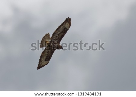 Schlangenadler, Circaetus gallicus, Short-toed Snake Eagle 