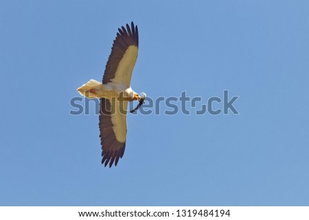 Schmutzgeier, Neophron percnopterus, Egyptian Vulture