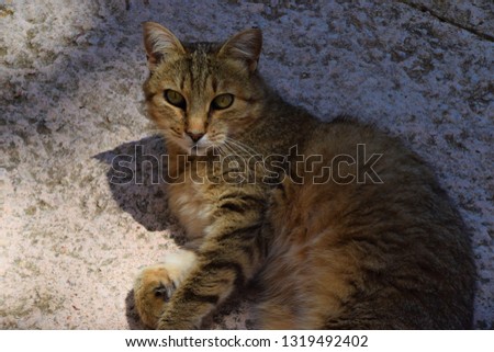 Stray cat relaxing on the street