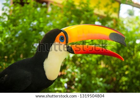 South american mlticolored toco toucan adult bird (Ramphastos toco) open beak close up.