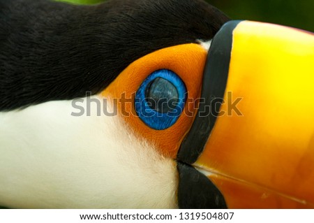 Colored toco toucan (Ramphastos toco) eye close up.