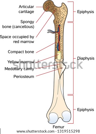 Long Bone Anatomy. Vector scheme Stock Photo 117537319 - Avopix.com
