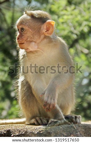 Adult monkeys sits Royalty-Free Stock Photo #1319517650