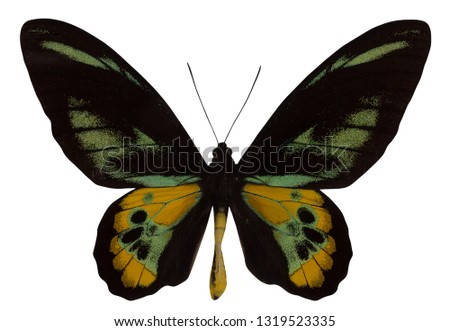 Butterfly Ornithoptera rothschildi isolated on white background