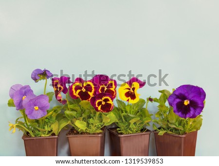 Seedling of colorful pansy flowers in pots as a border on blue background. View with copy space.