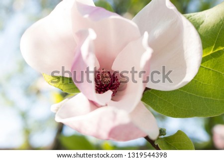 Closeup magnolia flower in sunlight against blue sky. Botanical garden. Beauty of earth. Scenic image of blossoming magnolia tree in spring time.