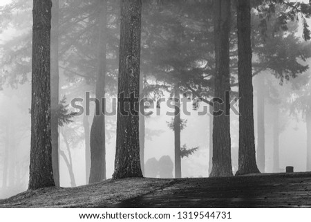 A black and white landscape photo of trees  amid the fog and mist.