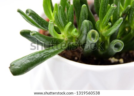 Green succulent plants in clay pots on a seamless white background. 