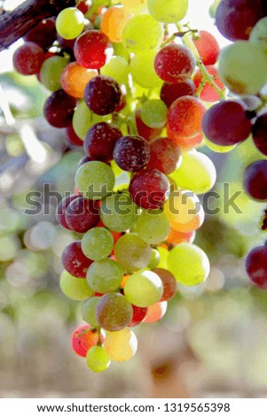 beautiful grapes images Royalty-Free Stock Photo #1319565398