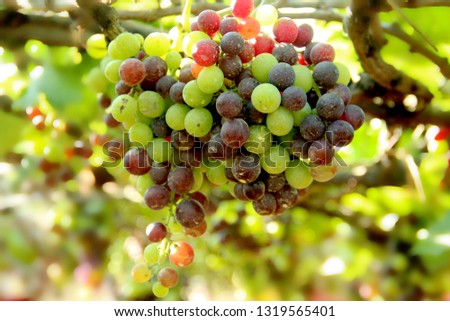 beautiful grapes images Royalty-Free Stock Photo #1319565401