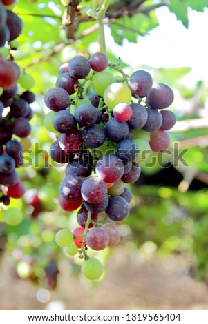beautiful grapes images Royalty-Free Stock Photo #1319565404
