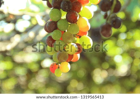 beautiful grapes images Royalty-Free Stock Photo #1319565413