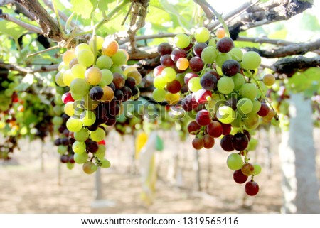 beautiful grapes images Royalty-Free Stock Photo #1319565416