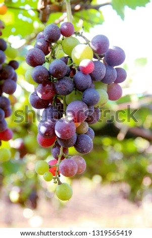beautiful grapes images Royalty-Free Stock Photo #1319565419