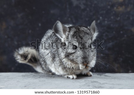 Grey chinchilla is sitting and looking at you. Cute animal and adorable pet. Fluffy creature that loves you