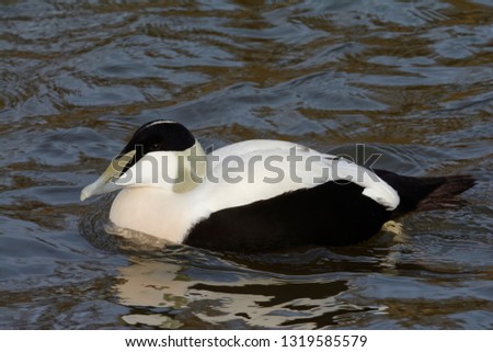 Common Eider Duck - Somateria mollissima 
Male on water