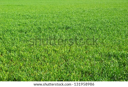 Green grass texture from a  field Royalty-Free Stock Photo #131958986