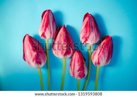 Happy Easter card. 8 March Happy Women's Day. Spring concept. Pink tulips on blue background. Copy space