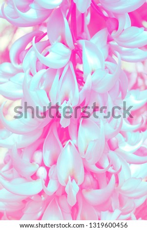 Exotic flower plant. Jade Vine Flower. Close up in coral pink tone in vibrant bold colors. Zine culture, raw color look background nature. Magazine cover still life view of large floral for collage.