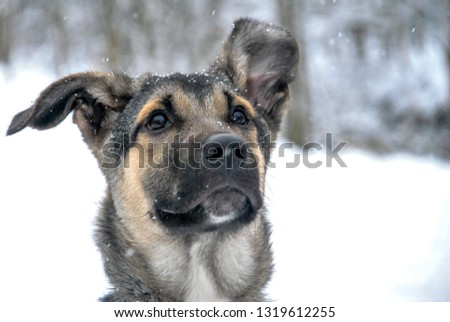 dog walking in winter forest outdoor