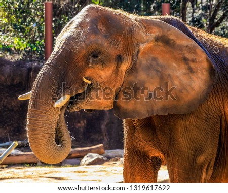 A female African elephant eats hay in an enclosure at a zoo.
