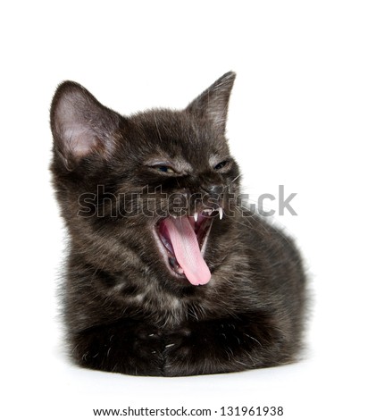 Cute black baby kitten laying down and yawning with mouth open on white background