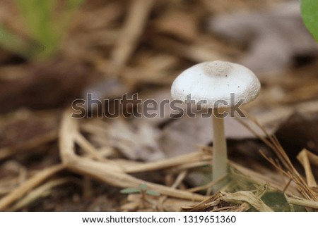 Mushroom on the straw