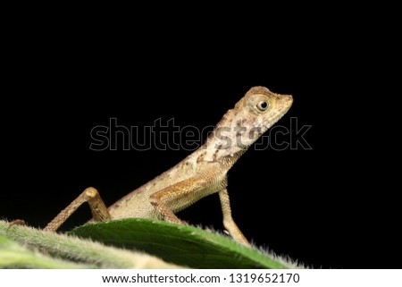Close up of Earless agamid lizard (Aphaniotis fusca) at night.