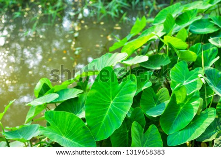 Giant taro or Albino , large, succulent taro family, green leaves, let Carbo hydrate and starch like and grow in wet tropical wetlands.
