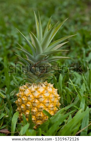 Organic golden pineapple in the grass grown on Maui, HI.