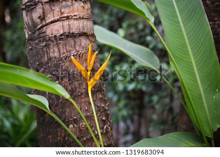 Toucan peak flower (Heliconia psittacorum)