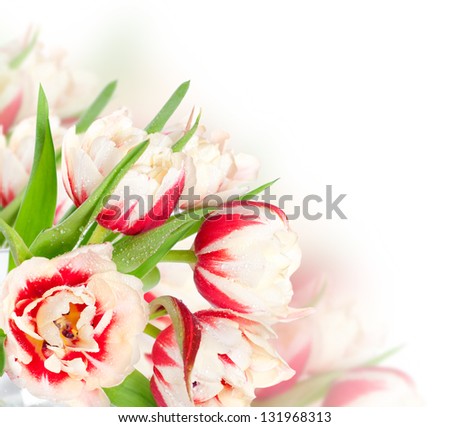 Fresh spring tulip  flowers as a holiday postcard design