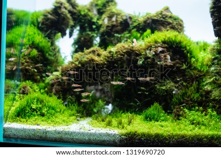 aquatic plant tank made with dragon stone arrangement on soil substrate with plant (Hemianthus callitrichoides cuba) and dwarf rasbora fish.