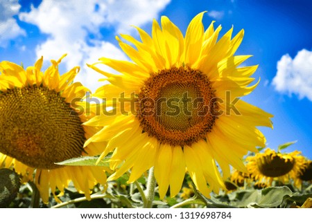 Sky and sunflower