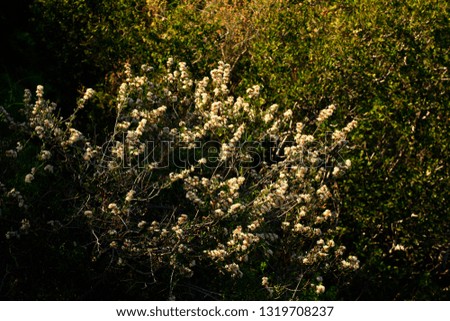 a picture of an exterior Pacific Southwest forest with Ceanothus shrubs