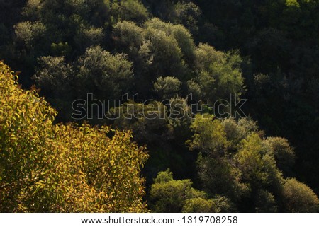 a picture of an exterior Pacific Southwest forest with Ceanothus shrubs