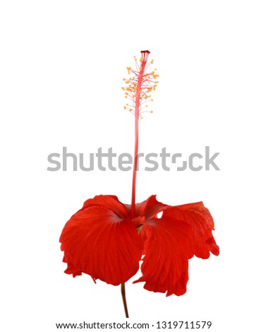 beautiful red roe mallow flower isolated on white background