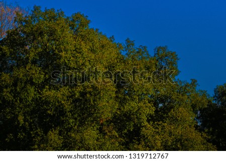 a picture of an exterior Pacific southwest forest with Interior live oak trees