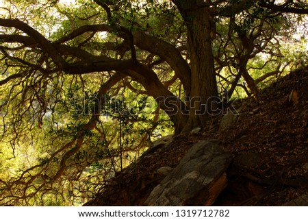 a picture of an exterior Pacific southwest forest with Interior live oak trees