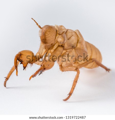 Cicada Exoskeleton on a white background Entomology Close up macro detail on a white background with copy space