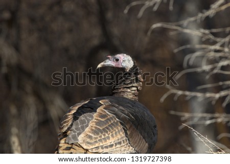 Sunlight glints off head and feathers of a wild turkey in portrait within natural outdoor setting.