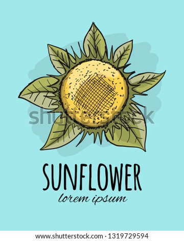 Sunflower, sketch for your design