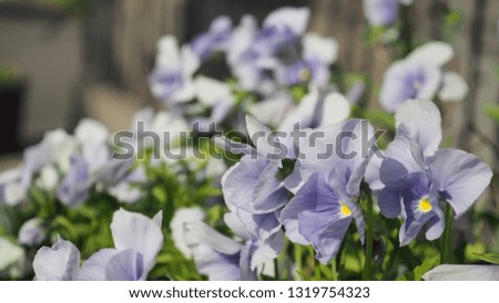 pansy or viola flower in japan's garden.