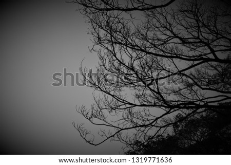 branch  in the dark night