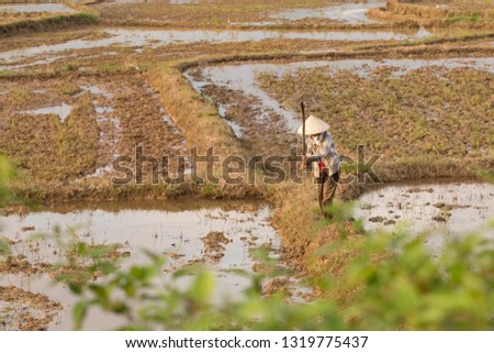 Vietnamese planting rice on a rice paddy field VietNam