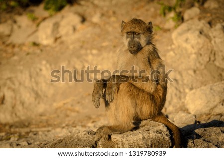 Chacma baboon (Papio ursinus). Botswana