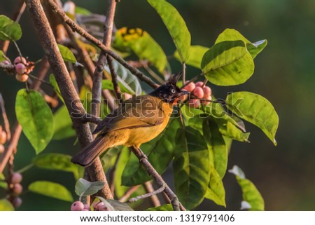 It is a small bird with different colors to each species and the bird is very vocal. Eat fruits and insects as food. Found in many terrain.