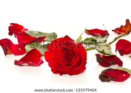 bouquet of beautiful red roses on a white background