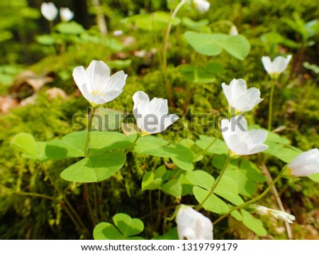 macro closeup of a beautiful white pink Oxalis acetosella (common wood sorrel) shamrock flower and buds with green leaves against forest meadow background