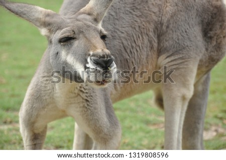 Funny face close up Kangaroo in Australia